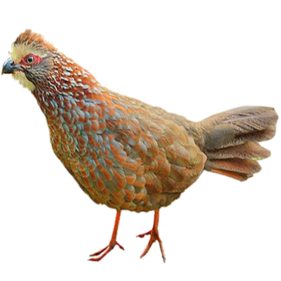 Buffy-crowned Wood Partridge Quail